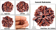 Load image into Gallery viewer, Nepalese Ganesh Rudraksha - Bead No. 64
