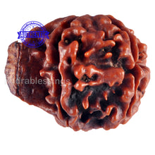 Load image into Gallery viewer, Nepalese Ganesh Rudraksha - Bead No. 65