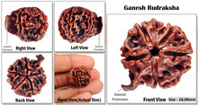 Load image into Gallery viewer, Nepalese Ganesh Rudraksha - Bead No. 65