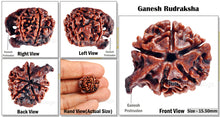 Load image into Gallery viewer, Nepalese Ganesh Rudraksha - Bead No. 66