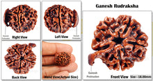 Load image into Gallery viewer, Nepalese Ganesh Rudraksha - Bead No. 67