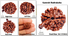Load image into Gallery viewer, Nepalese Ganesh Rudraksha - Bead No. 68