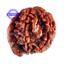 Load image into Gallery viewer, Nepalese Ganesh Rudraksha - Bead No. 69