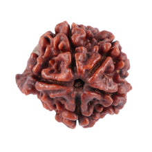 Load image into Gallery viewer, Nepalese Ganesh Rudraksha - Bead No. 70