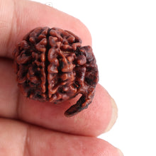 Load image into Gallery viewer, Nepalese Ganesh Rudraksha - Bead No. 70