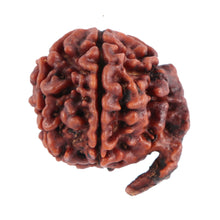 Load image into Gallery viewer, Nepalese Ganesh Rudraksha - Bead No. 70