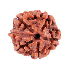Load image into Gallery viewer, Nepalese Ganesh Rudraksha - Bead No. 71