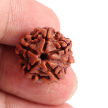 Load image into Gallery viewer, Nepalese Ganesh Rudraksha - Bead No. 71