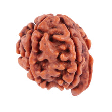Load image into Gallery viewer, Nepalese Ganesh Rudraksha - Bead No. 71