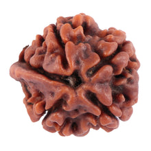 Load image into Gallery viewer, Nepalese Ganesh Rudraksha - Bead No. 72