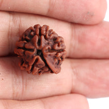 Load image into Gallery viewer, Nepalese Ganesh Rudraksha - Bead No. 72