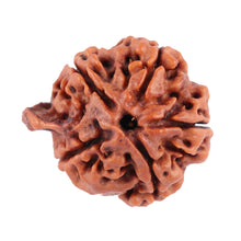 Load image into Gallery viewer, Nepalese Ganesh Rudraksha - Bead No. 73