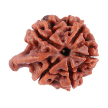 Load image into Gallery viewer, Nepalese Ganesh Rudraksha - Bead No. 74