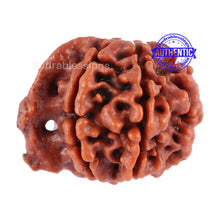 Load image into Gallery viewer, Nepalese Ganesh Rudraksha - Bead No. 74