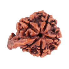Load image into Gallery viewer, Nepalese Ganesh Rudraksha - Bead No. 75