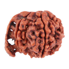 Load image into Gallery viewer, Nepalese Ganesh Rudraksha - Bead No. 76