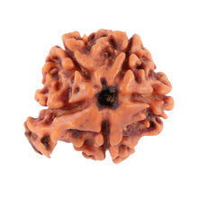 Load image into Gallery viewer, Nepalese Ganesh Rudraksha - Bead No. 77