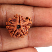Load image into Gallery viewer, Nepalese Ganesh Rudraksha - Bead No. 77