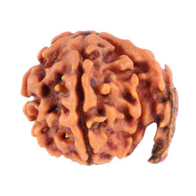 Load image into Gallery viewer, Nepalese Ganesh Rudraksha - Bead No. 77