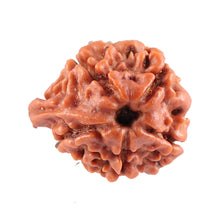 Load image into Gallery viewer, Nepalese Ganesh Rudraksha - Bead No. 78