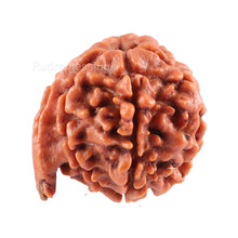 Load image into Gallery viewer, Nepalese Ganesh Rudraksha - Bead No. 78