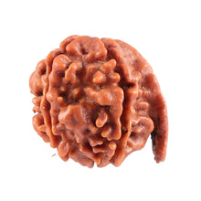 Load image into Gallery viewer, Nepalese Ganesh Rudraksha - Bead No. 78