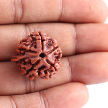 Load image into Gallery viewer, Nepalese Ganesh Rudraksha - Bead No. 79