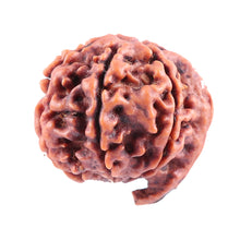 Load image into Gallery viewer, Nepalese Ganesh Rudraksha - Bead No. 80