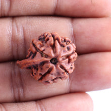 Load image into Gallery viewer, Nepalese Ganesh Rudraksha - Bead No. 81