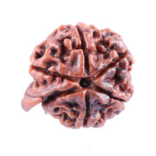 Load image into Gallery viewer, Nepalese Ganesh Rudraksha - Bead No. 82
