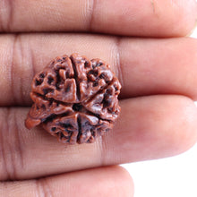 Load image into Gallery viewer, Nepalese Ganesh Rudraksha - Bead No. 82