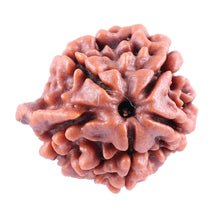 Load image into Gallery viewer, Nepalese Ganesh Rudraksha - Bead No. 83