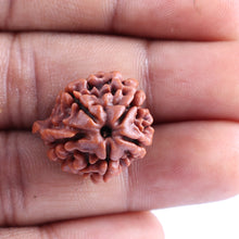 Load image into Gallery viewer, Nepalese Ganesh Rudraksha - Bead No. 83