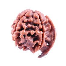 Load image into Gallery viewer, Nepalese Ganesh Rudraksha - Bead No. 83