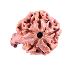 Load image into Gallery viewer, Nepalese Ganesh Rudraksha - Bead No. 84