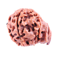 Load image into Gallery viewer, Nepalese Ganesh Rudraksha - Bead No. 84