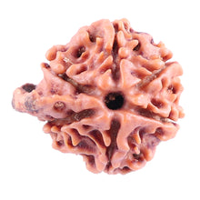 Load image into Gallery viewer, Nepalese Ganesh Rudraksha - Bead No. 85