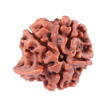 Load image into Gallery viewer, Nepalese Ganesh Rudraksha - Bead No. 86