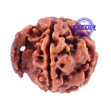 Load image into Gallery viewer, Nepalese Ganesh Rudraksha - Bead No. 87