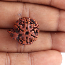 Load image into Gallery viewer, Nepalese Ganesh Rudraksha - Bead No. 88
