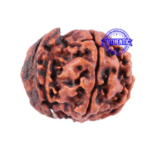 Load image into Gallery viewer, Nepalese Ganesh Rudraksha - Bead No. 88