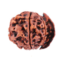 Load image into Gallery viewer, Nepalese Ganesh Rudraksha - Bead No. 88