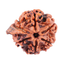 Load image into Gallery viewer, Nepalese Ganesh Rudraksha - Bead No. 89