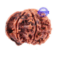 Load image into Gallery viewer, Nepalese Ganesh Rudraksha - Bead No. 89