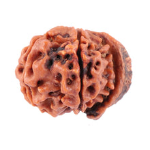 Load image into Gallery viewer, Nepalese Ganesh Rudraksha - Bead No. 89