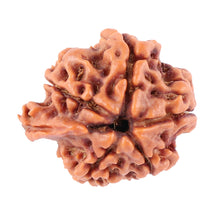 Load image into Gallery viewer, Nepalese Ganesh Rudraksha - Bead No. 90