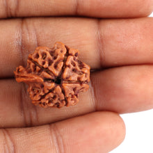 Load image into Gallery viewer, Nepalese Ganesh Rudraksha - Bead No. 90