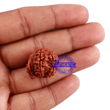 Load image into Gallery viewer, Nepalese Ganesh Rudraksha - Bead No. 90