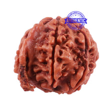 Load image into Gallery viewer, Nepalese Ganesh Rudraksha - Bead No. 90