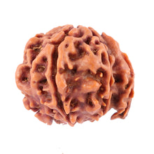 Load image into Gallery viewer, Nepalese Ganesh Rudraksha - Bead No. 90